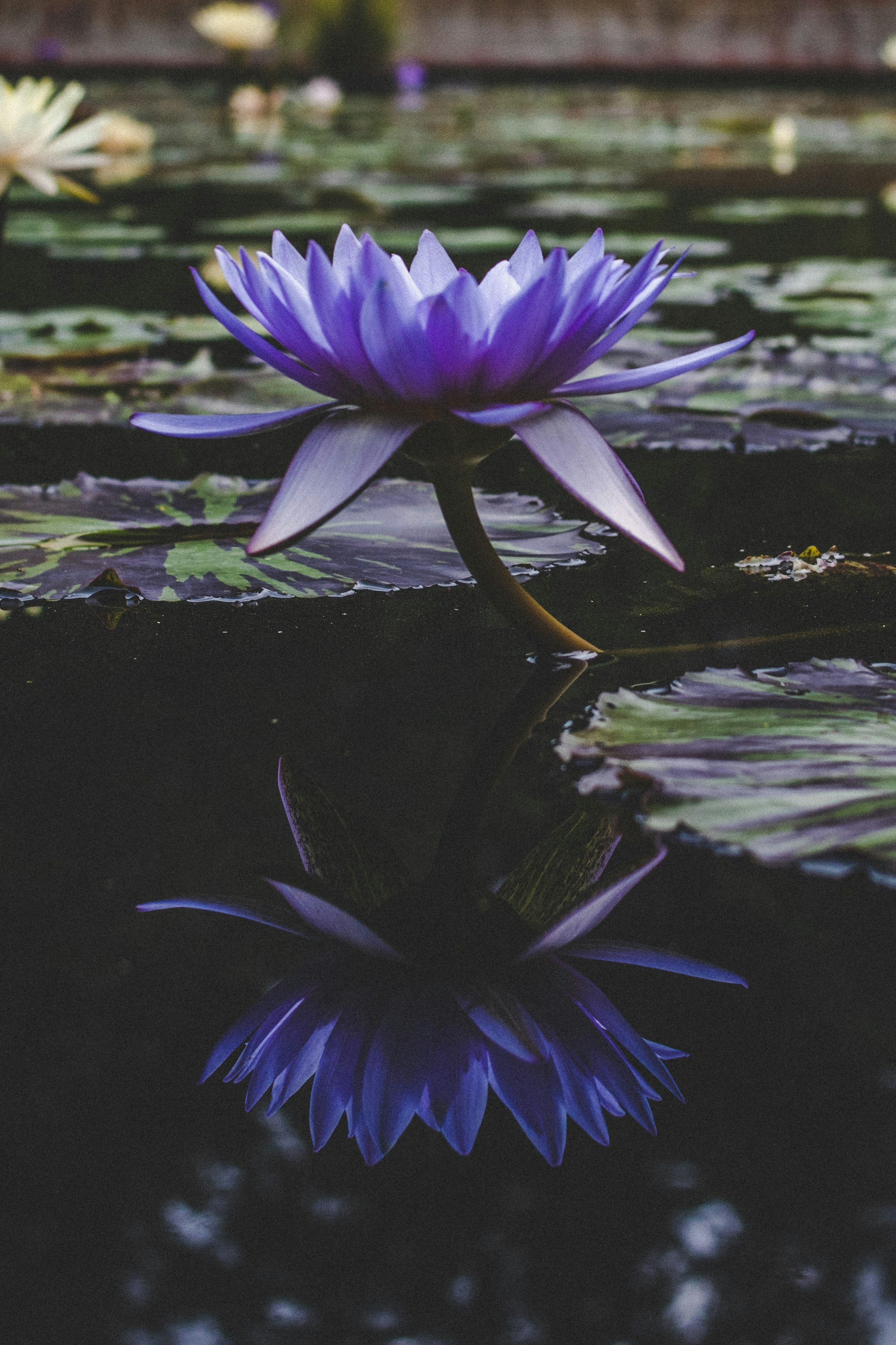 purple-petaled flower